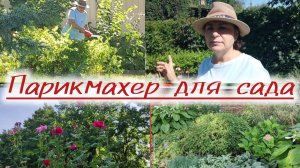 Порядок на даче через обрезку кустов!