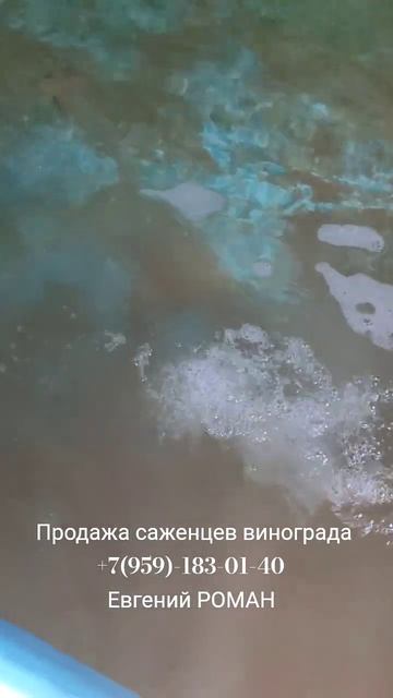 Саженцы винограда  +7(959)-183-01-40 Евгений РОМАН