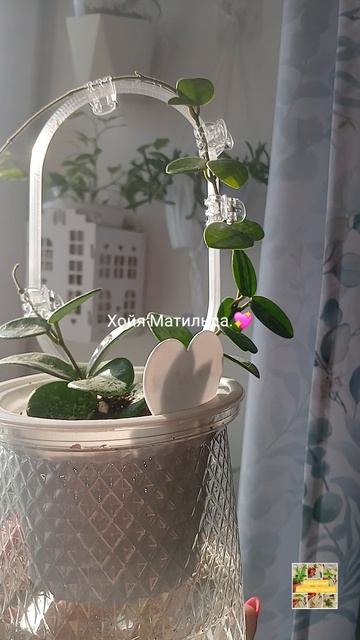 Хойя МАТИЛЬДА💖