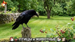 Сельские мотивы 🐏🐓🐇 Видео для души и радости 🌞 (76)