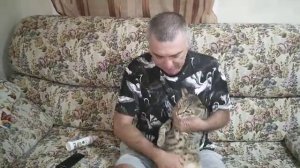Как вывести блох у кота