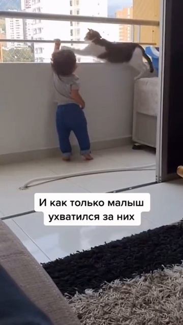 Кот хранитель
