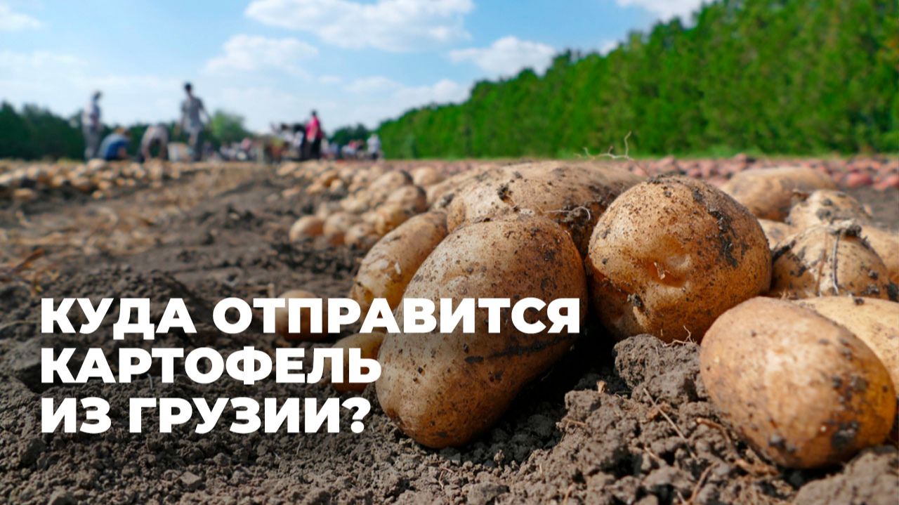 Грузинский картофель ищет новые рынки сбыта