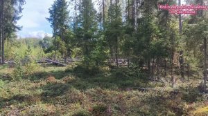 Съездили в лес за брусникой.