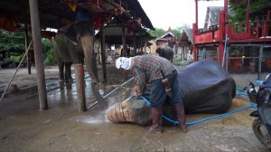 🇹🇭🐘Погонщики слонов в Таиланде сохраняют многовековые традиции заботы о животных