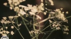 Людмила Сенчина _Полевые цветы_ (1983)