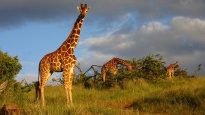 Кения на крыльях Ethiopian Airlines: готовые маршруты и секреты DMC Explore Safaris