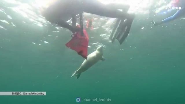 В Приморье детёныш нерпы подплыл к фридайверу и дал себя погладить