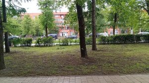 Симфония №477 Ирина Одарчук Паули