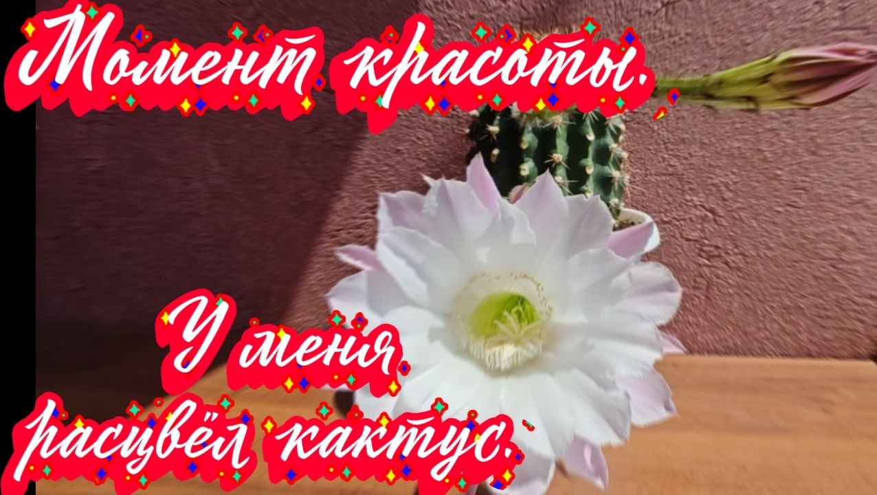 Момент красоты. У меня расцвёл кактус.