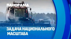 В поле — всей страной: как белорусы помогают друг другу во время жатвы? Панорама