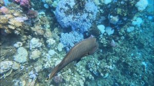 Napoleon wrasse