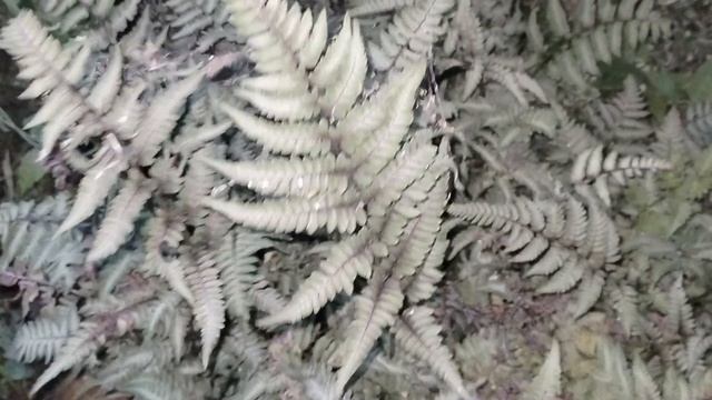Кочедыжник для Натальи
