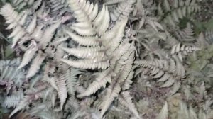 Кочедыжник для Натальи