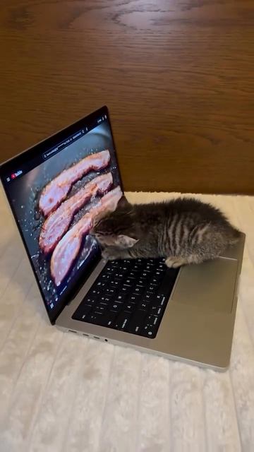 котенок