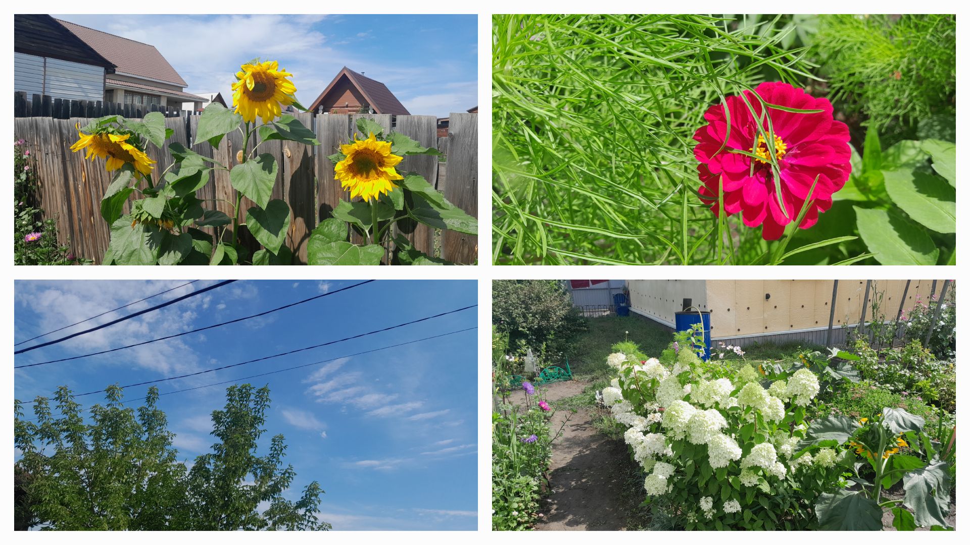 ЖИЗНЬ ПОСЛЕ 50 В ЗАГОРОДНОМ🏡✌️/ТЯЖЕЛО НО МНЕ🫠 НРАВИТСЯ/УБИРАЮ🍅ПОМИДОРЫ + 27