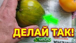 Фитофтора что с ней делать, как убрать фитофтору с овощей в огороде