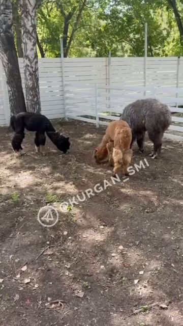 Альпак, лам, овец и баранов завезли в парк в ЦПКиО в Кургане