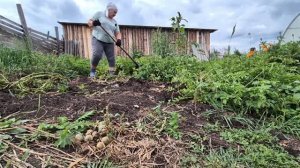 начала рубить курочек/ собираю гостинец