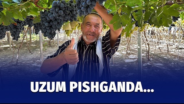 🍿 Oltiariqdagi Uzumzordan Reportaj