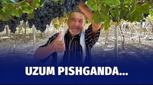 🍿 Oltiariqdagi uzumzordan reportaj