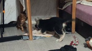 ВЕО ДЖЕК ИГРАЕТ С КОШКОЙ ЛЮСЬКОЙ