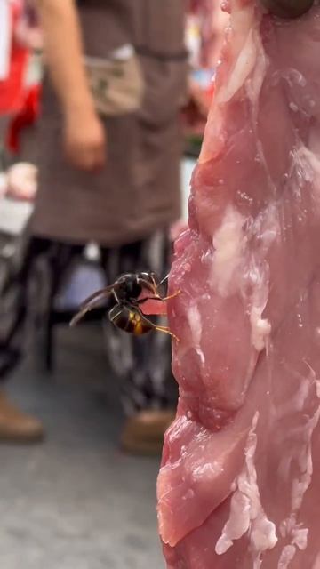 Настоящий хищник не может без мяса. #хищник  #мясо  #добыча