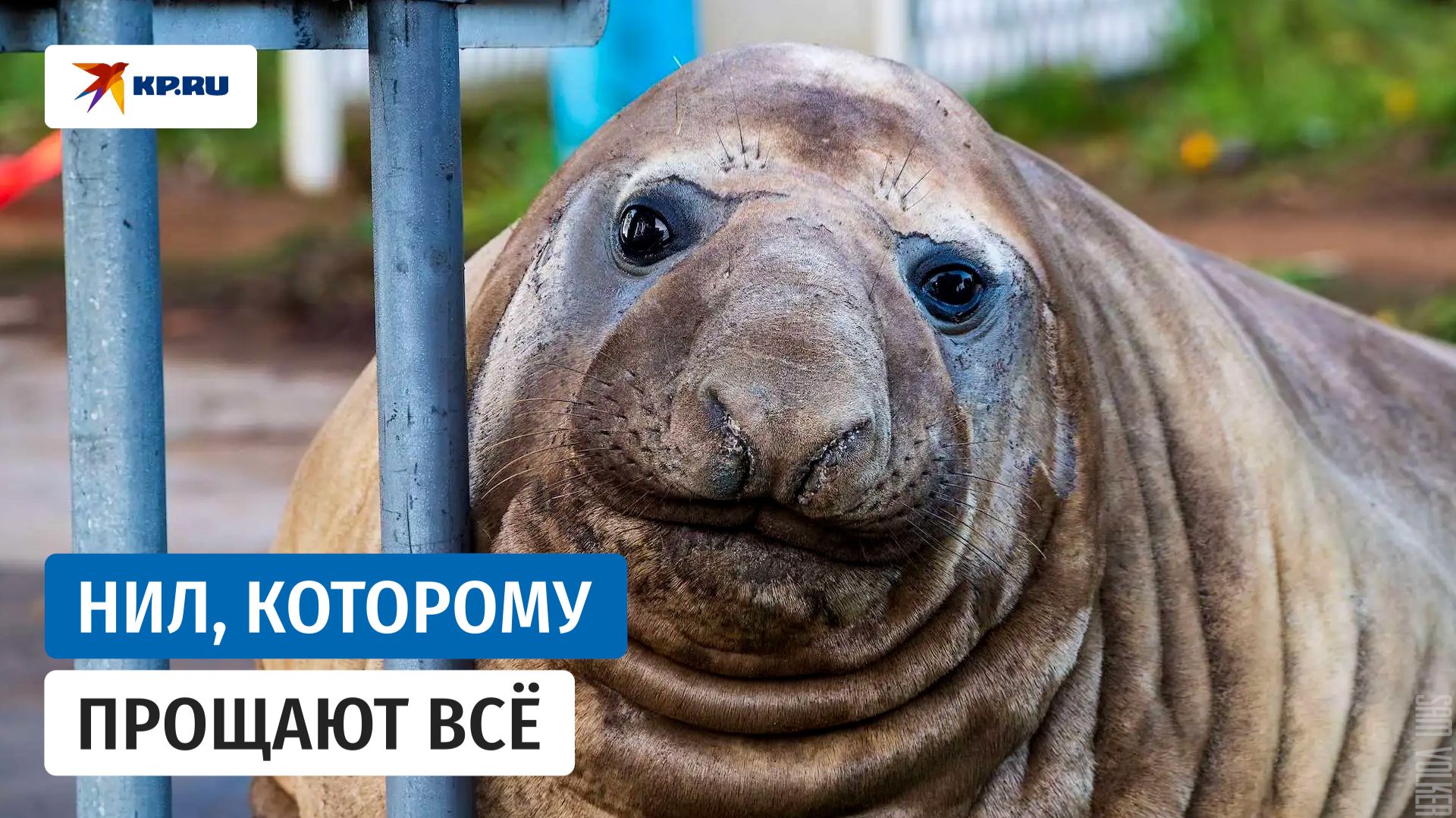 Разрушает город, и за это его любят: как морской слон Нил стал мировой звездой