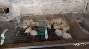 Перепелята из магазинного яйца.  Буду ли я их снова разводить?