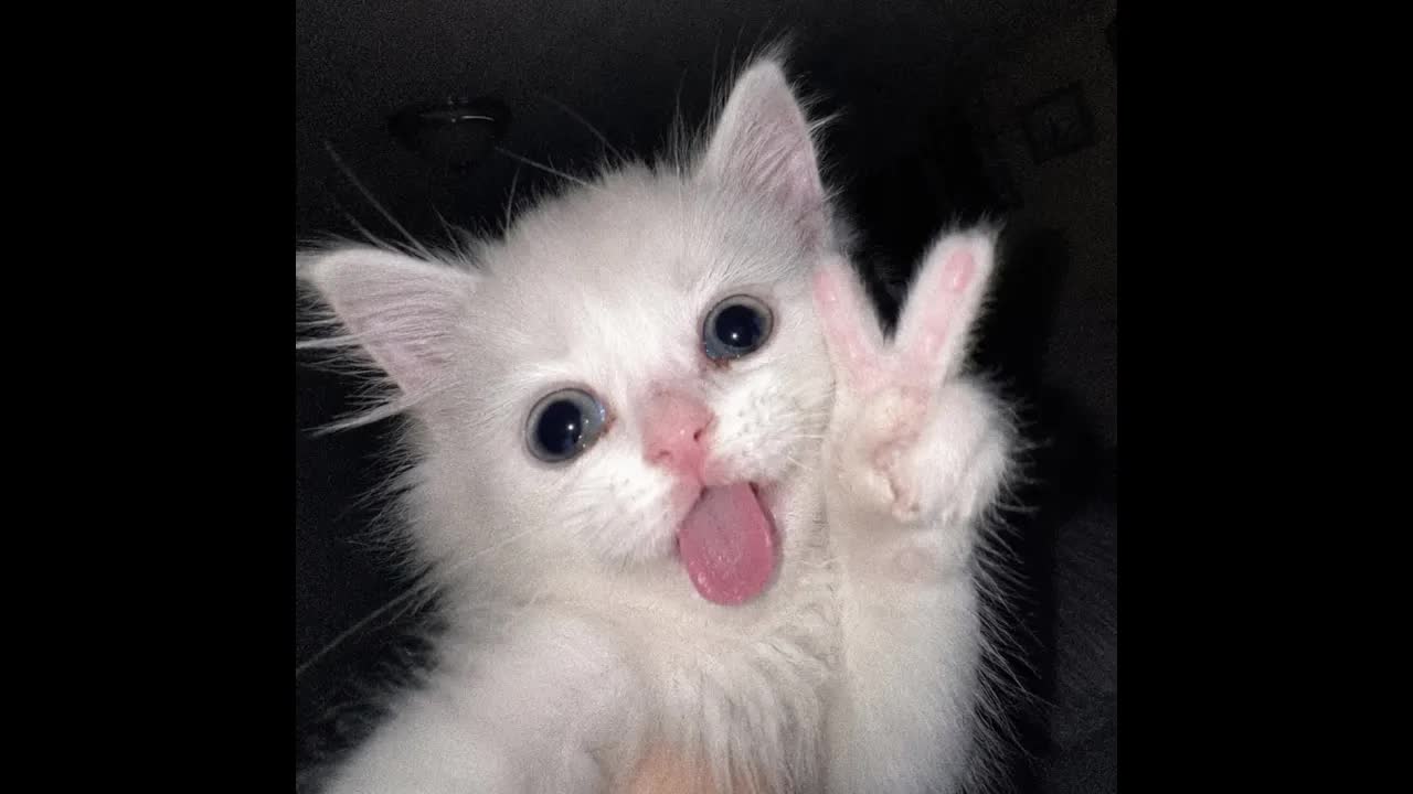 😺 Супер смешные видео с кошками и котятами! 🐈 Улыбнитесь и расслабьтесь! 😸