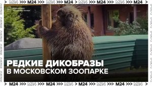 Североамериканские дикобразы появились в Московском зоопарке  - Москва 24