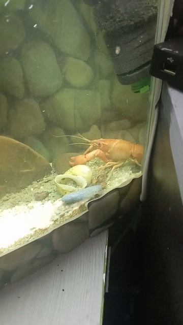 Домой