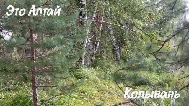 Алтай / Колывань