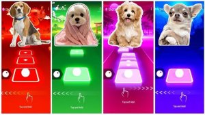 ГЕЙБ ПЁС 🆚 СМЕШНОЙ ЧИХУАХУА 🆚 МИЛЫЕ ПЁСИКИ 🆚 МЕМЫ ПРО СОБАК 🐶🎶 | КТО ЛУЧШЕ?