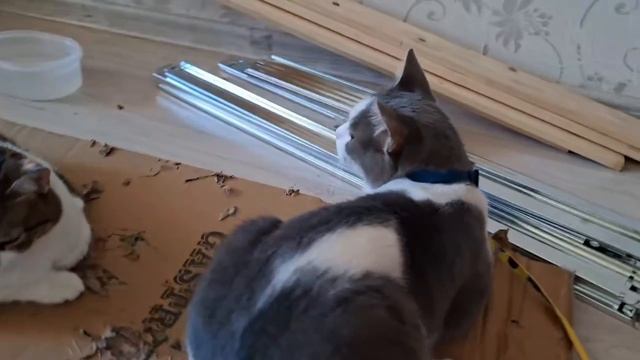 Влог.Продолжаем знакомить Бусика и Кити 🐱 🐈👀😊 #влоги #коты
