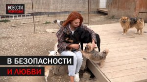 Волонтёр из Подольска спасла более сотни собак