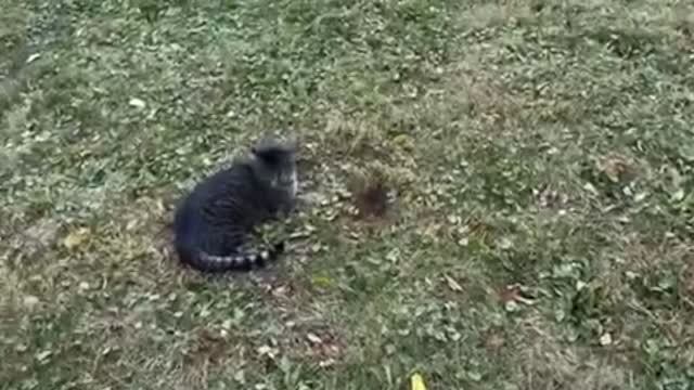 кот и бурундук