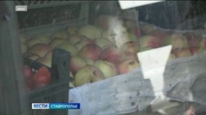 Стихийных точек торговли в Ставрополе стало в разы больше
