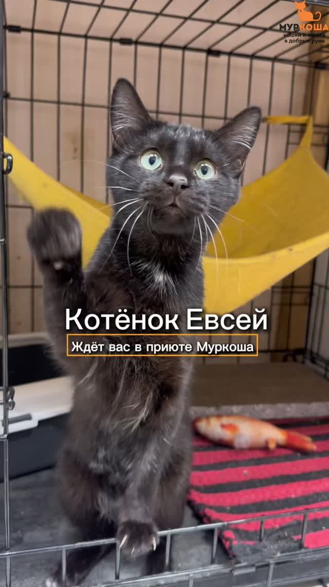 Евсей ждёт вас в приюте #Муркоша