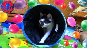 Котенок Барсик и Ярослава играют. Сюрпризы и Подарки - Игрушки для Животных. Видео для дет