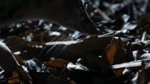 Цивета Оустона. Похож на того Мусанга который делает дорогой кофе копи лювак.