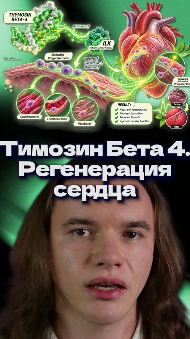 Тимозин Бета-4. Регенерация сердца