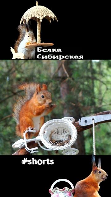 Белка ест с перевернутого велосипеда