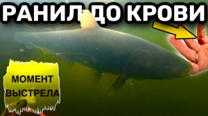Кровь и Трофей: Толстолобик ранил меня при вываживании!