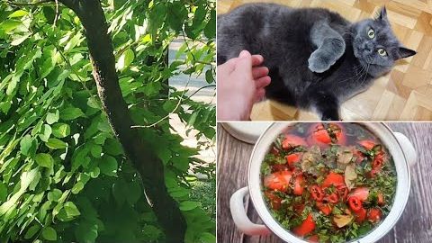 21.08.2026 Жизнь ВПО Обещают жару🥵Говорю так, как есть! Не хочет выезжать🙁Помидоры по-армянски🍅