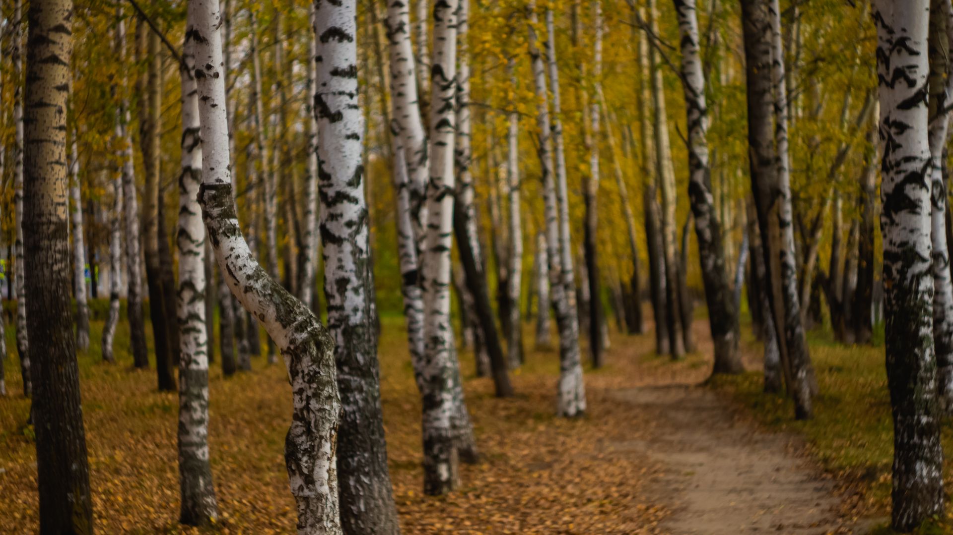 Golden Autumm