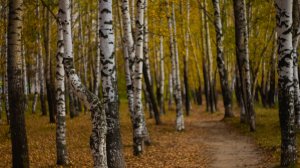 Golden autumm