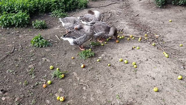Утка 🦆 напала на хозяина. Мамашка защищает своих утят 🐥