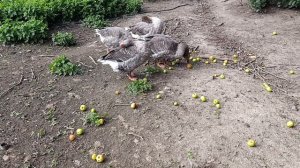 Утка 🦆 напала на хозяина. Мамашка защищает своих утят 🐥