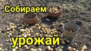 В деревне жить  - одна РАДОСТЬ